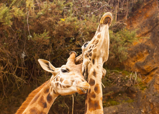 Parque Natural Cabarceno